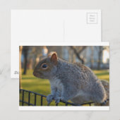 リス氏は考え深そうな、バッテリーパーク、ニューヨーク州 ポストカード (正面/裏面)