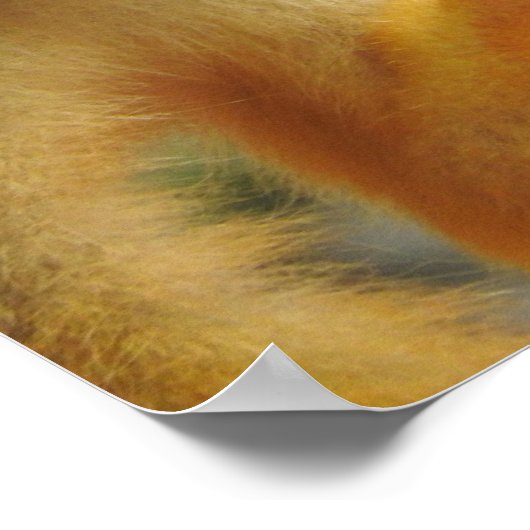 リス猿 ポスター (角)