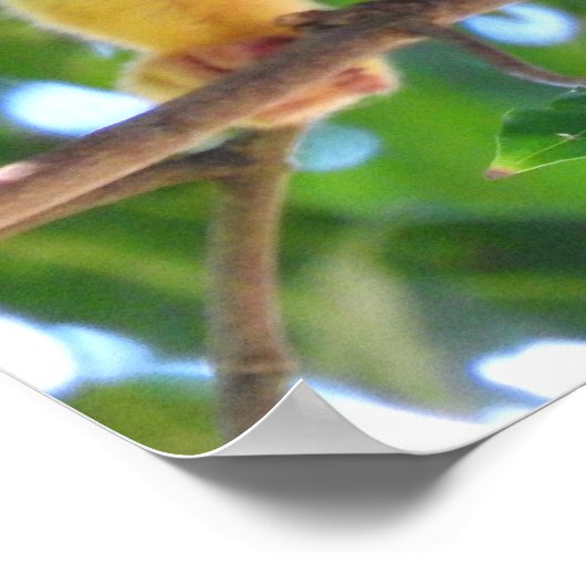 リス猿 ポスター (角)