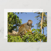 リス猿 ポストカード (正面/裏面)