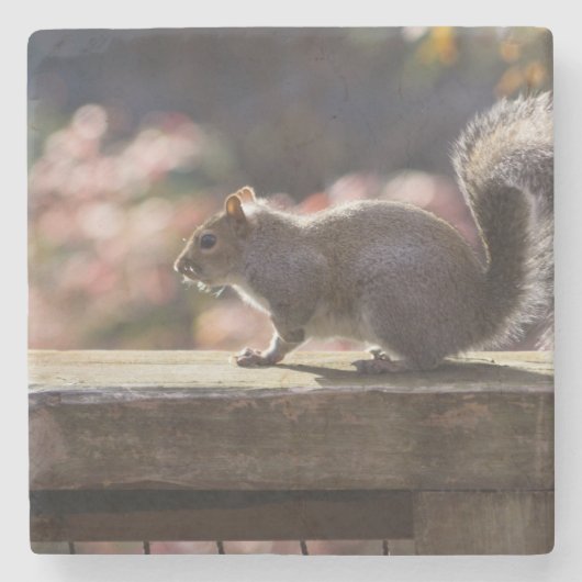 リス白熱［赤熱］光を放つル ストーンコースター (正面)