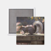 リス白熱［赤熱］光を放つル マグネット (正面/裏面)