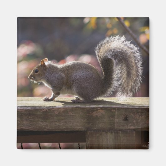 リス白熱［赤熱］光を放つル マグネット (正面)