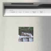 リス磁石 マグネット (インサイチュ (食洗機))