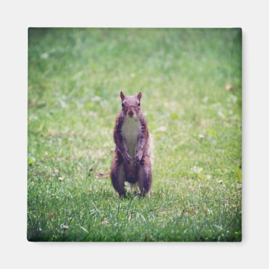 リス磁石 マグネット (正面)