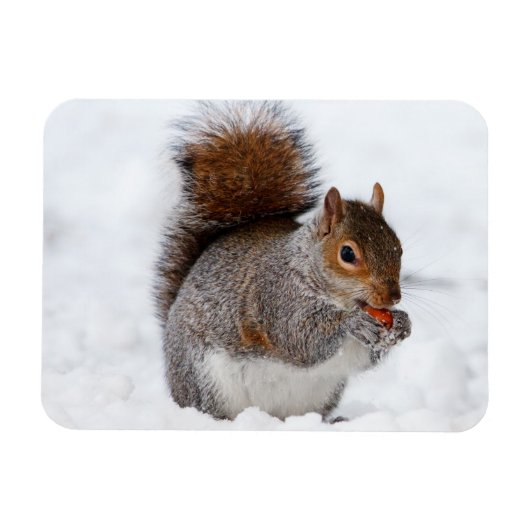 リス磁石 マグネット (横)