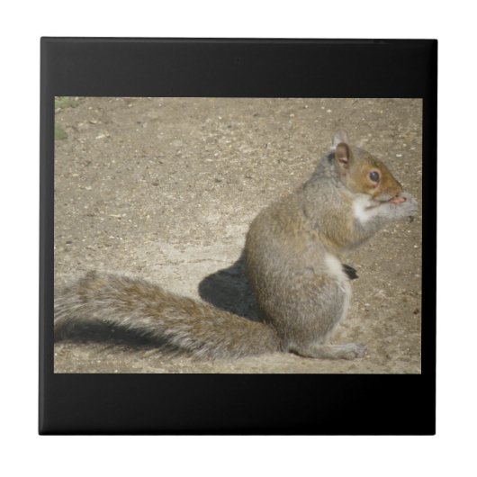 リス空腹のホレイションタイル タイル (正面)