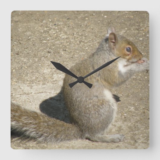 リス空腹のホレイショ壁時計 スクエア壁時計 (正面)
