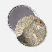 リス空腹のホレイショ磁石 マグネット (正面/裏面)