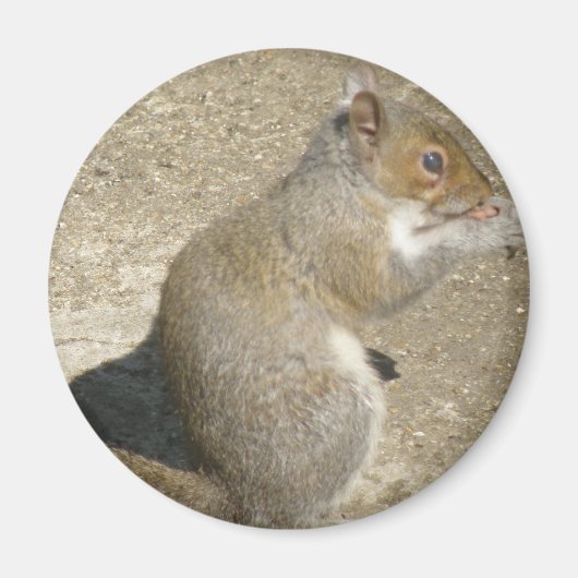 リス空腹のホレイショ磁石 マグネット (正面)