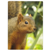 リス自然動物撮影ポートレート クリップボード (裏面)