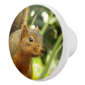 リス自然動物撮影ポートレート セラミックノブ (右)