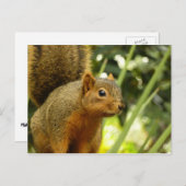 リス自然動物撮影ポートレート ポストカード (正面/裏面)