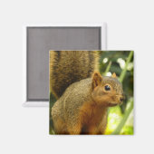 リス自然動物撮影ポートレート マグネット (正面/裏面)