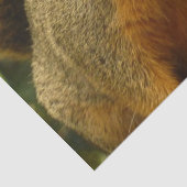 リス自然動物撮影ポートレート 薄葉紙 (詳細)