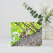 リス葉書が見える ポストカード (スタンド正面)