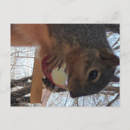 リス葉書 ポストカード