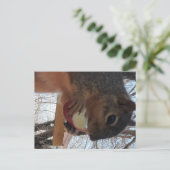 リス葉書 ポストカード (スタンド正面)