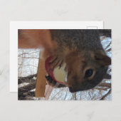 リス葉書 ポストカード (正面/裏面)