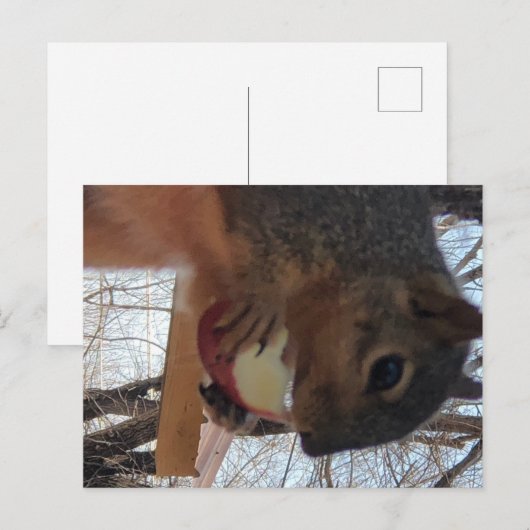 リス葉書 ポストカード (正面/裏面)