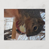 リス葉書 ポストカード (正面)