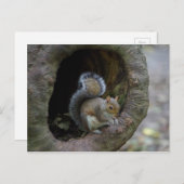 リス葉書 ポストカード (正面/裏面)