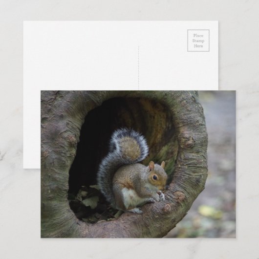 リス葉書 ポストカード (正面/裏面)