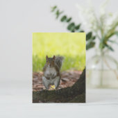 リス葉書 ポストカード (スタンド正面)