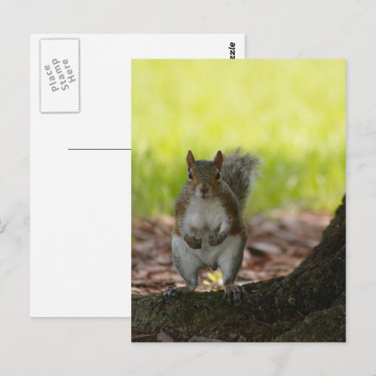 リス葉書 ポストカード (正面/裏面)