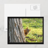 リス葉書 ポストカード (正面/裏面)