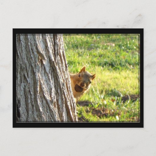 リス葉書 ポストカード (正面)