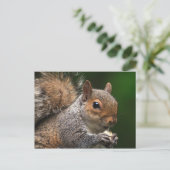 リス葉書 ポストカード (スタンド正面)