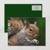 リス葉書 ポストカード (正面/裏面)