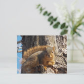 リス葉書 ポストカード (スタンド正面)