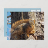 リス葉書 ポストカード (正面/裏面)