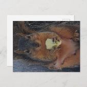 リス葉書 ポストカード (正面/裏面)