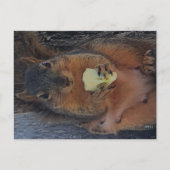 リス葉書 ポストカード (正面)