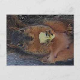 リス葉書 ポストカード