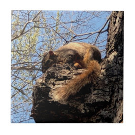 リス製セラミックタイル タイル