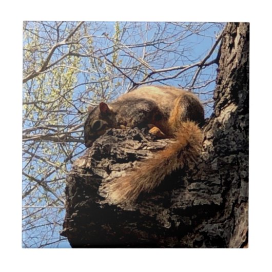 リス製セラミックタイル タイル (正面)