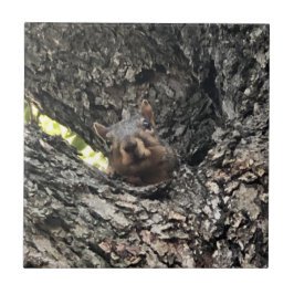 リス製セラミックタイル タイル