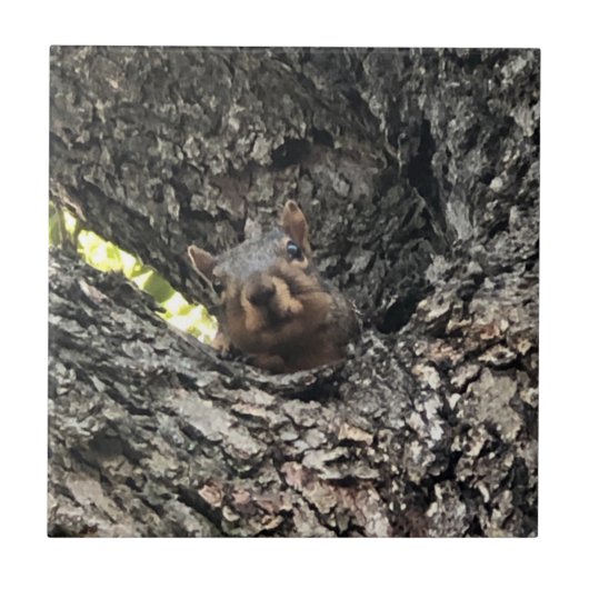 リス製セラミックタイル タイル (正面)