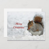 リス赤ベリー雪の写真クリスマス ポストカード (正面/裏面)