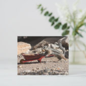 リス農家はがき ポストカード (スタンド正面)