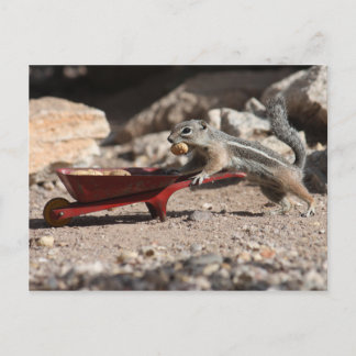 リス農家はがき ポストカード