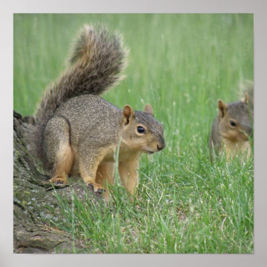 リス遊リス ポスター (正面)