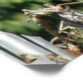 リス釣合い行動プリント ポスター (角)