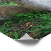 リス間抜けのポスター ポスター (角)