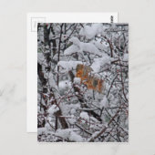 リス雪の木 ポストカード (正面/裏面)