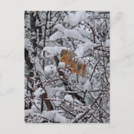 リス雪の木 ポストカード